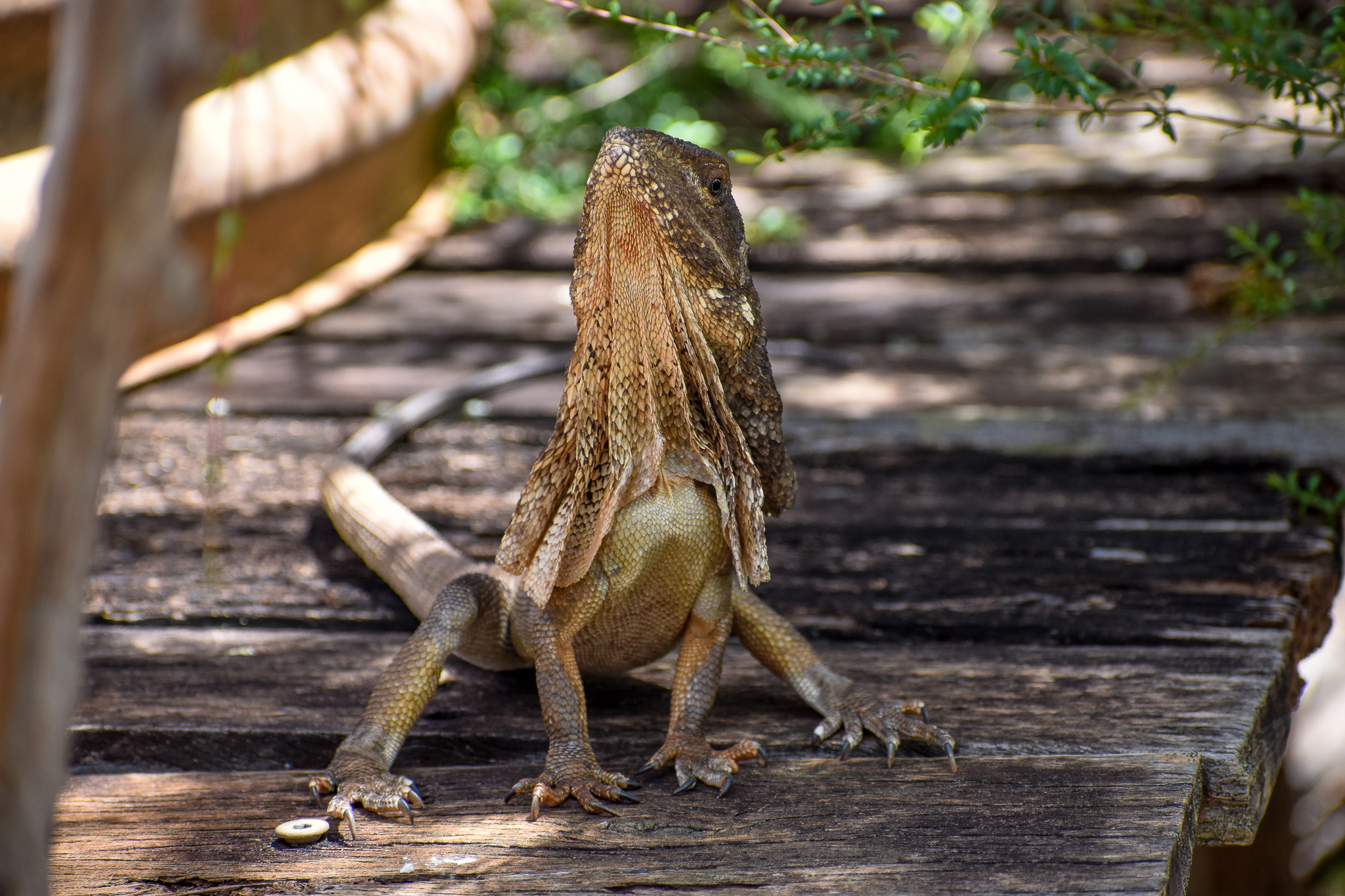 Frilled Dragon (Chlamydosaurus kingii)