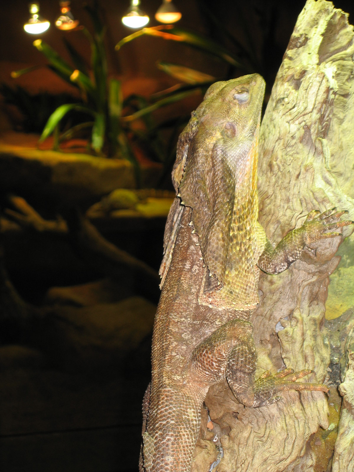 Frilled Dragon - Dec 2003