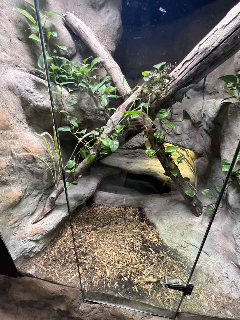 Frilled Dragon Exhibit
