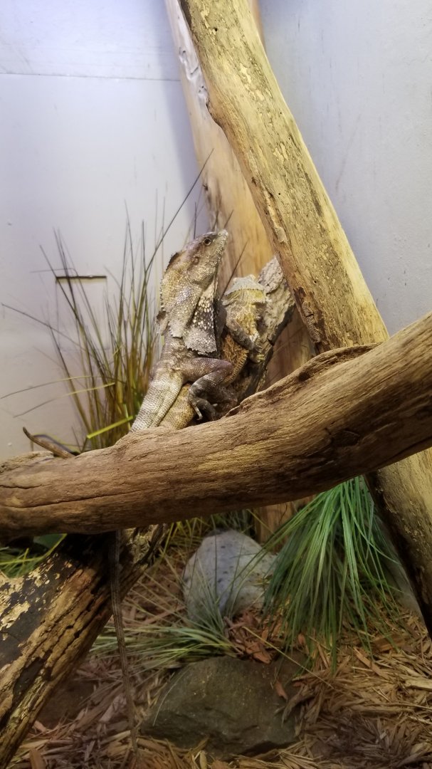 Frilled Dragon on top of an Inland Bearded Dragon