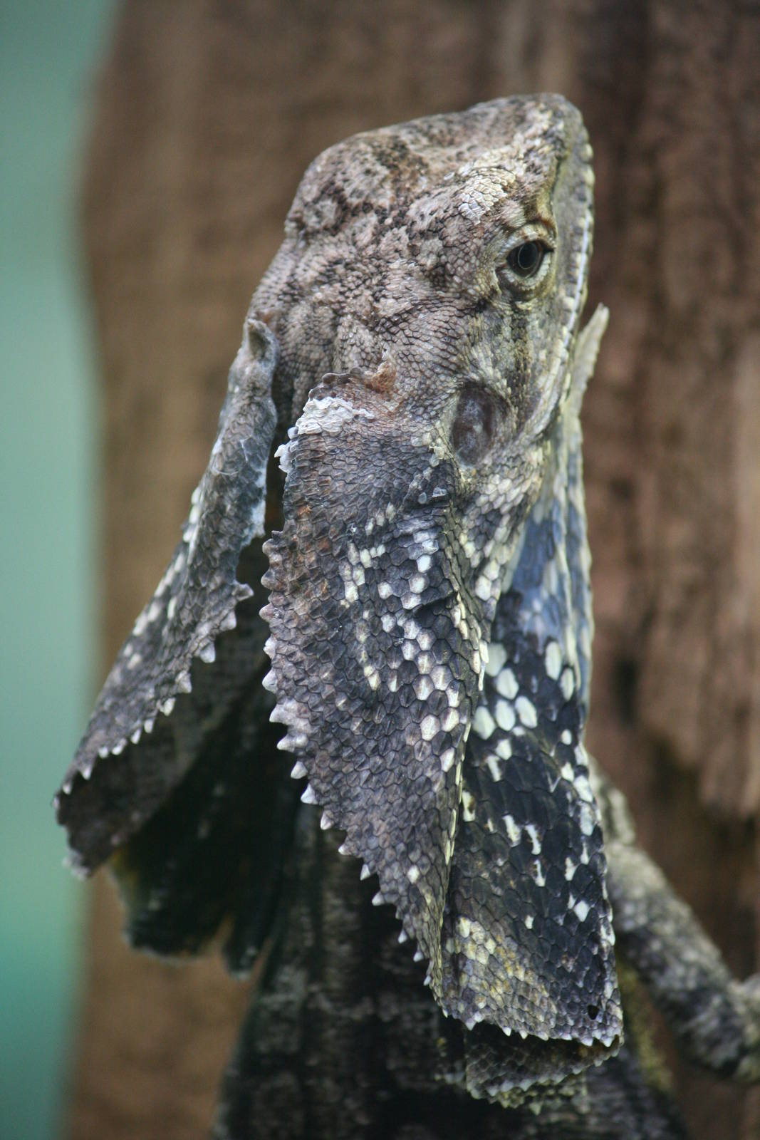 Frilled dragon