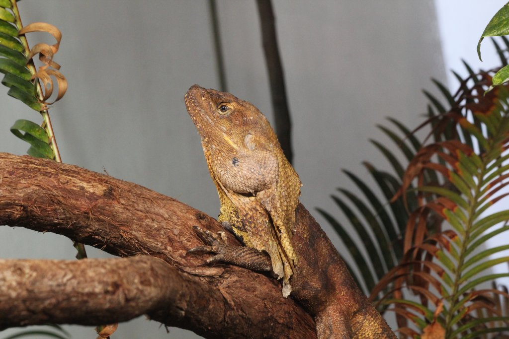 Frilled Dragon