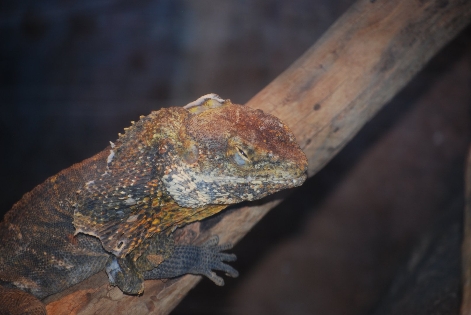 Frilled Dragon