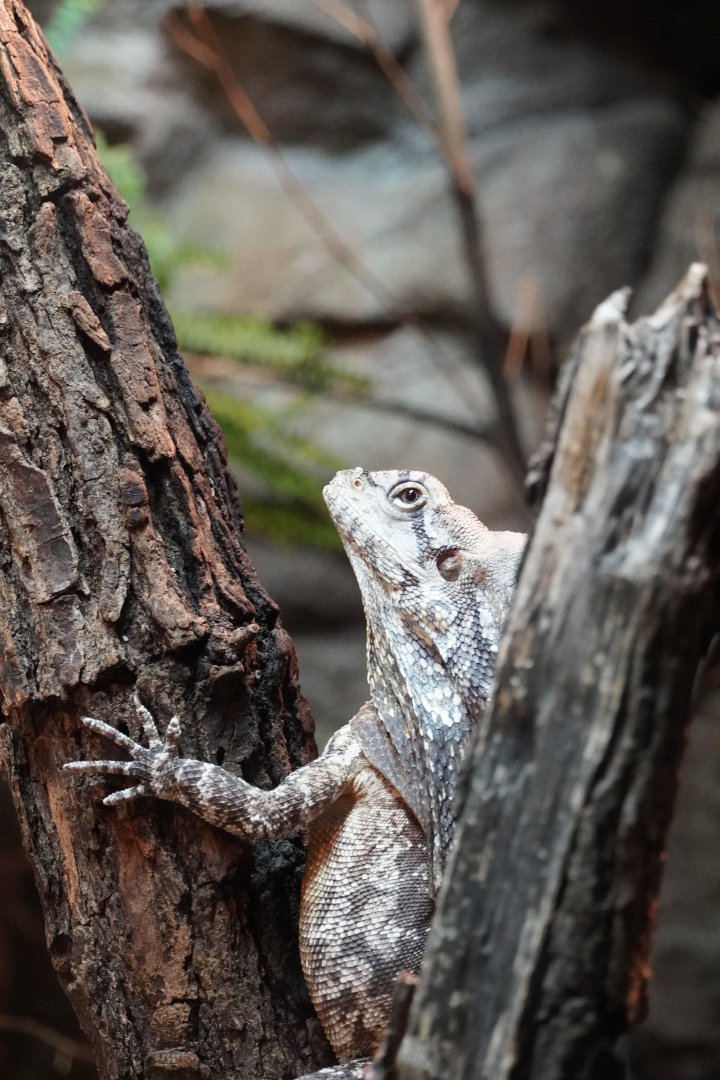 Frilled Dragon