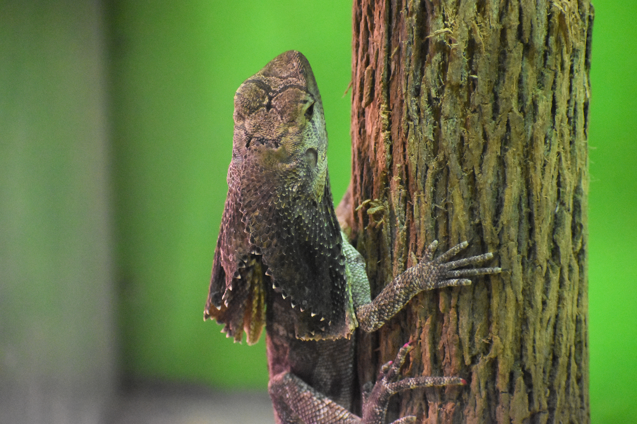 Frilled Dragon