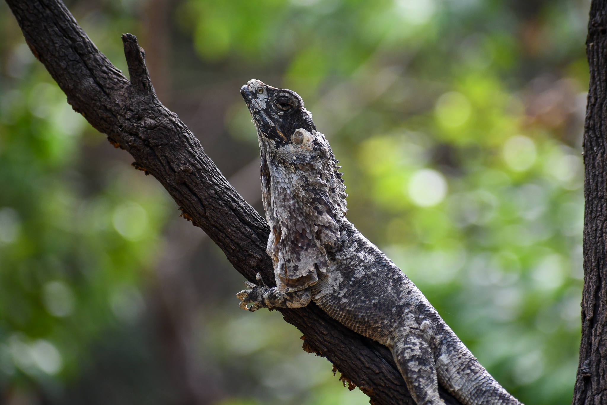Frilled Dragon