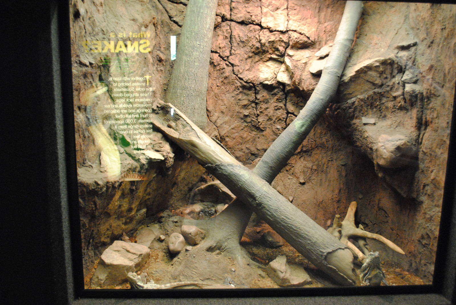 Frilled Dragons Exhibit (Main Gallery)