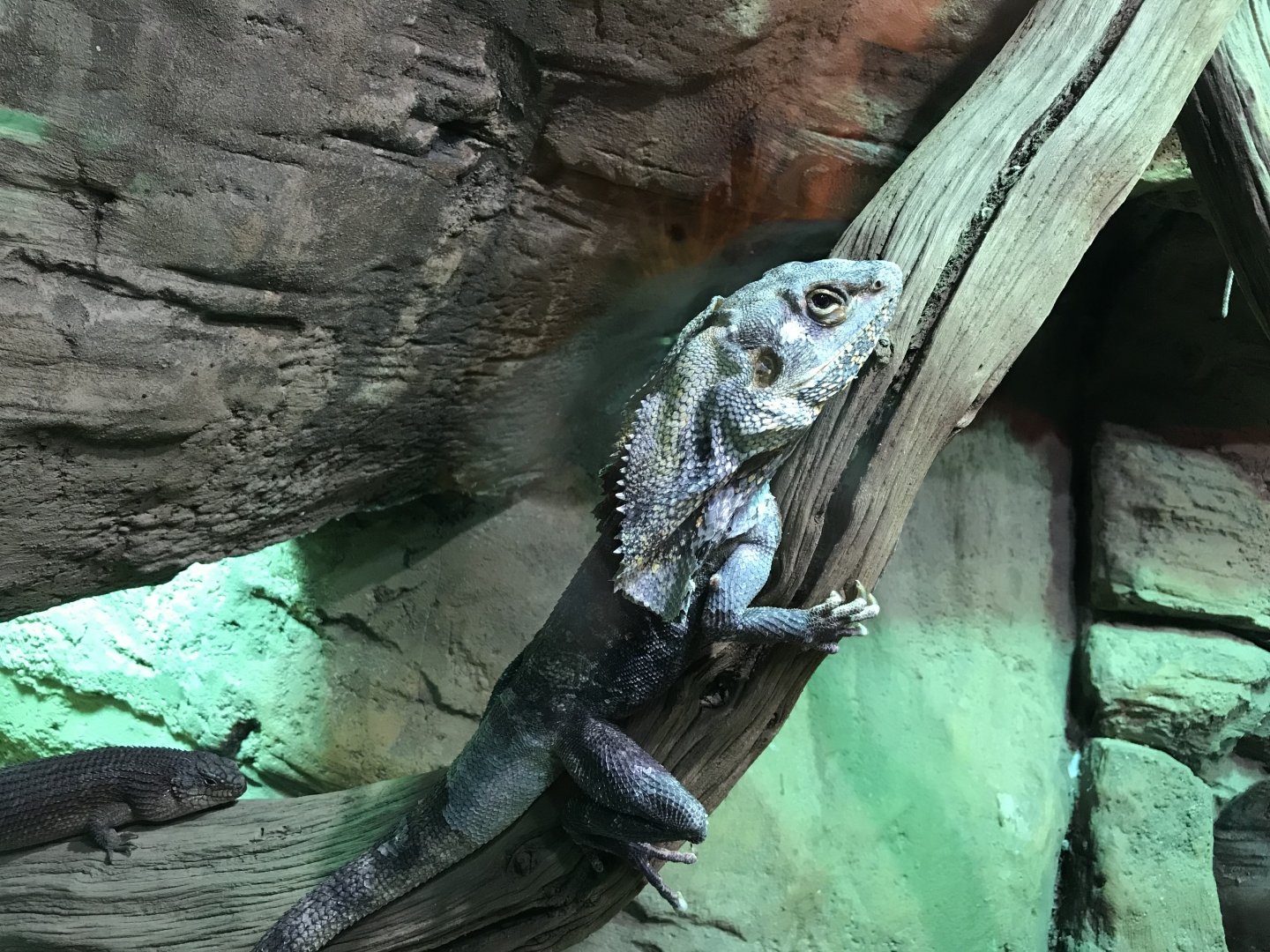 Frilled lizard 071019