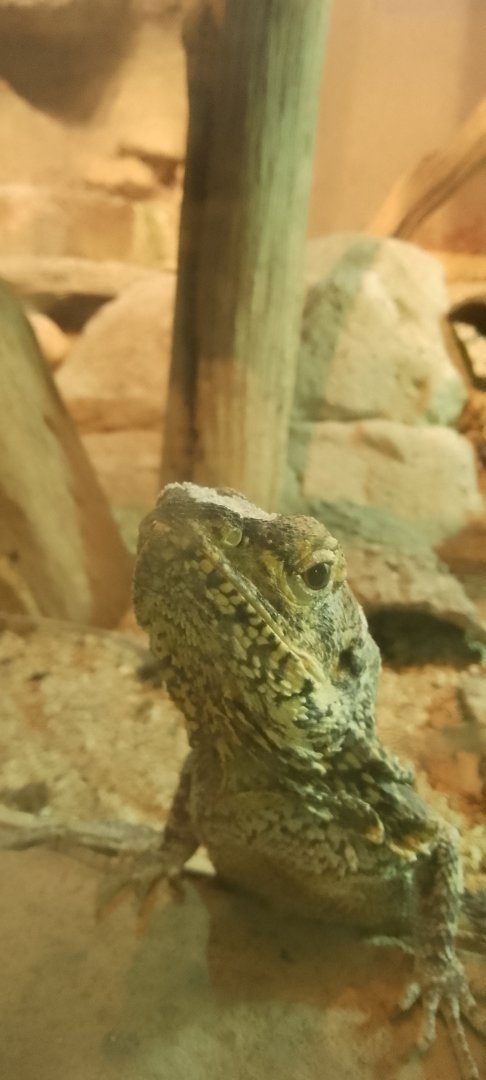 Frilled Lizard 120425