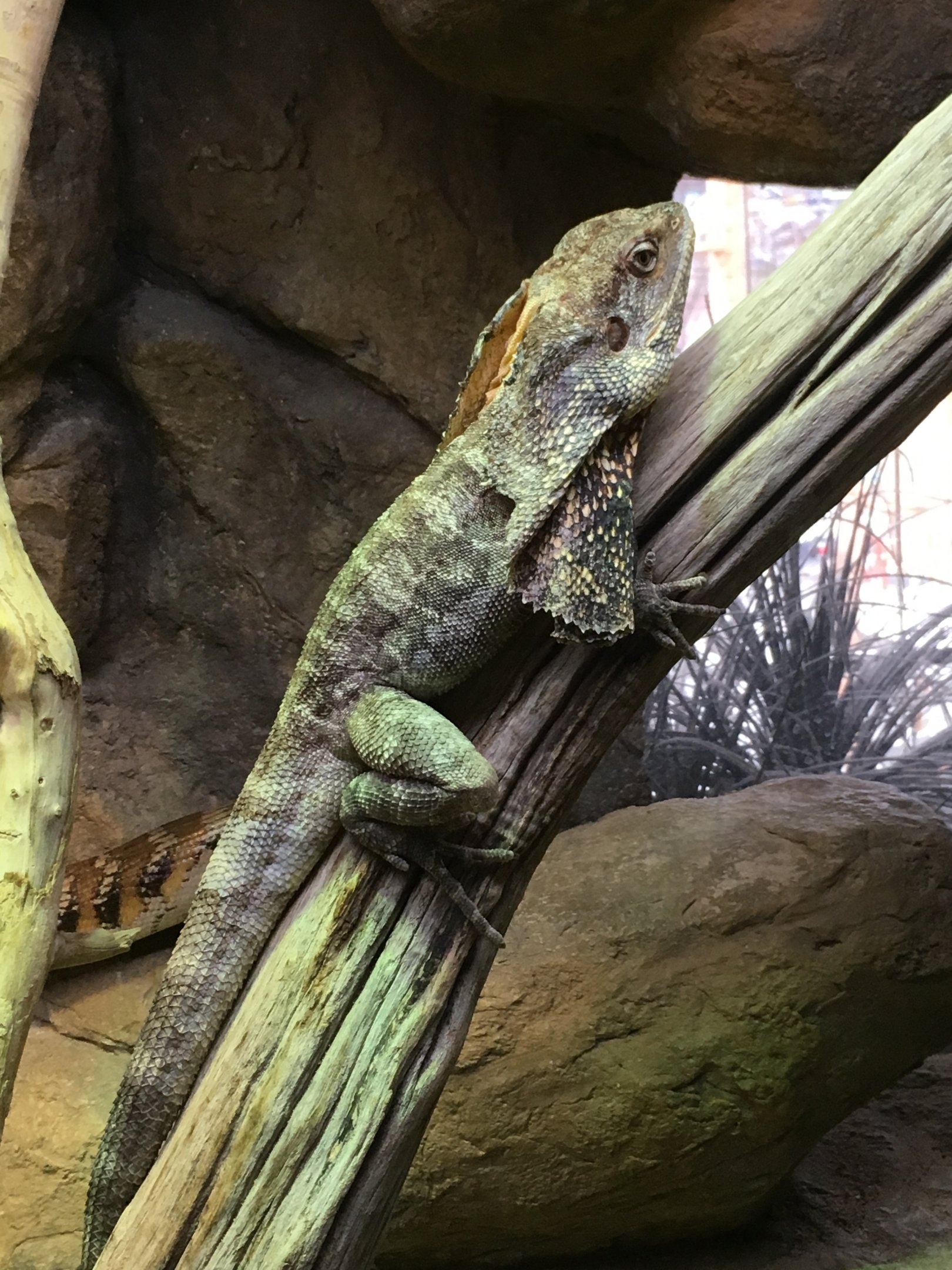 Frilled Lizard (2016)