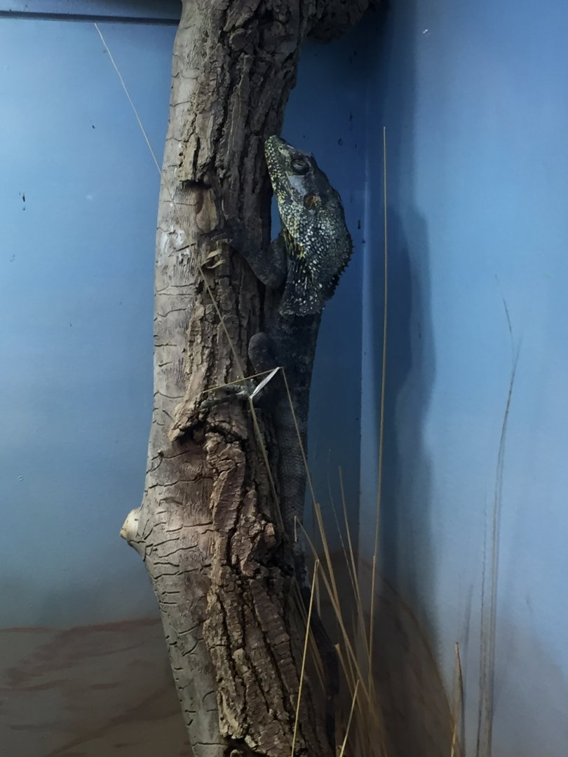 Frilled lizard 6-23-2017