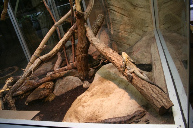 Frilled Lizard and Blue-Tongued Skink