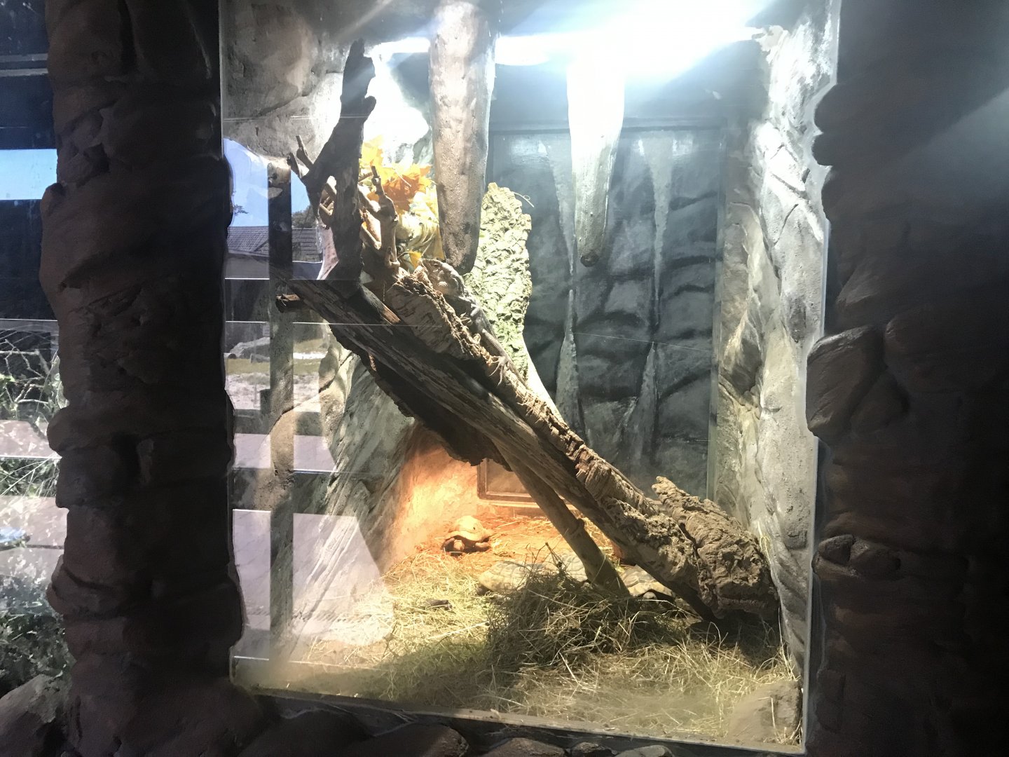 Frilled lizard and tortoise enclosure