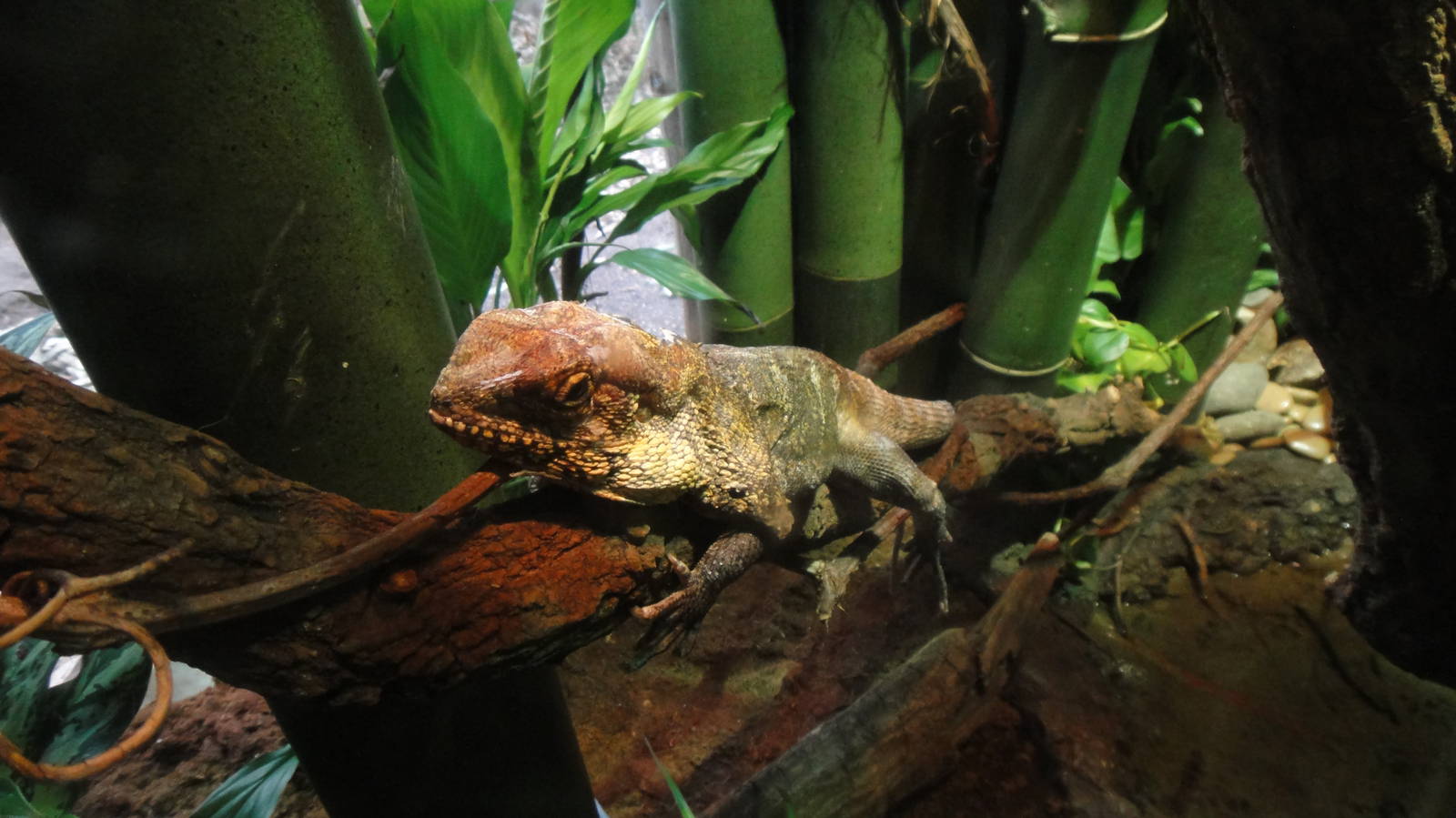 Frilled Lizard at Bronx zoo 2014-12-29