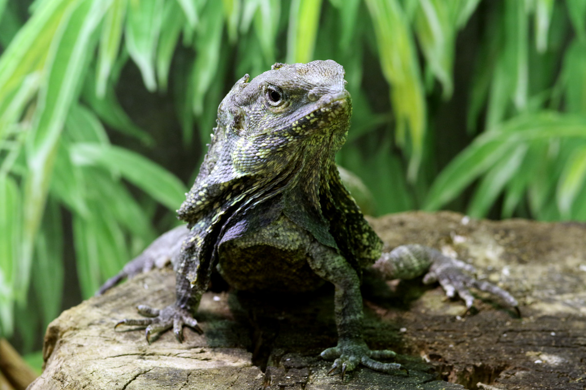 Frilled Lizard at Bugtopia the Zoo Rutland 16/3/2019