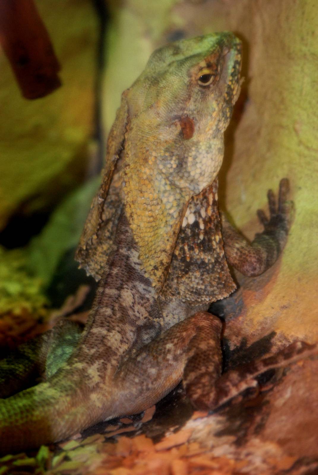 Frilled Lizard at Skegness, 11/11/12