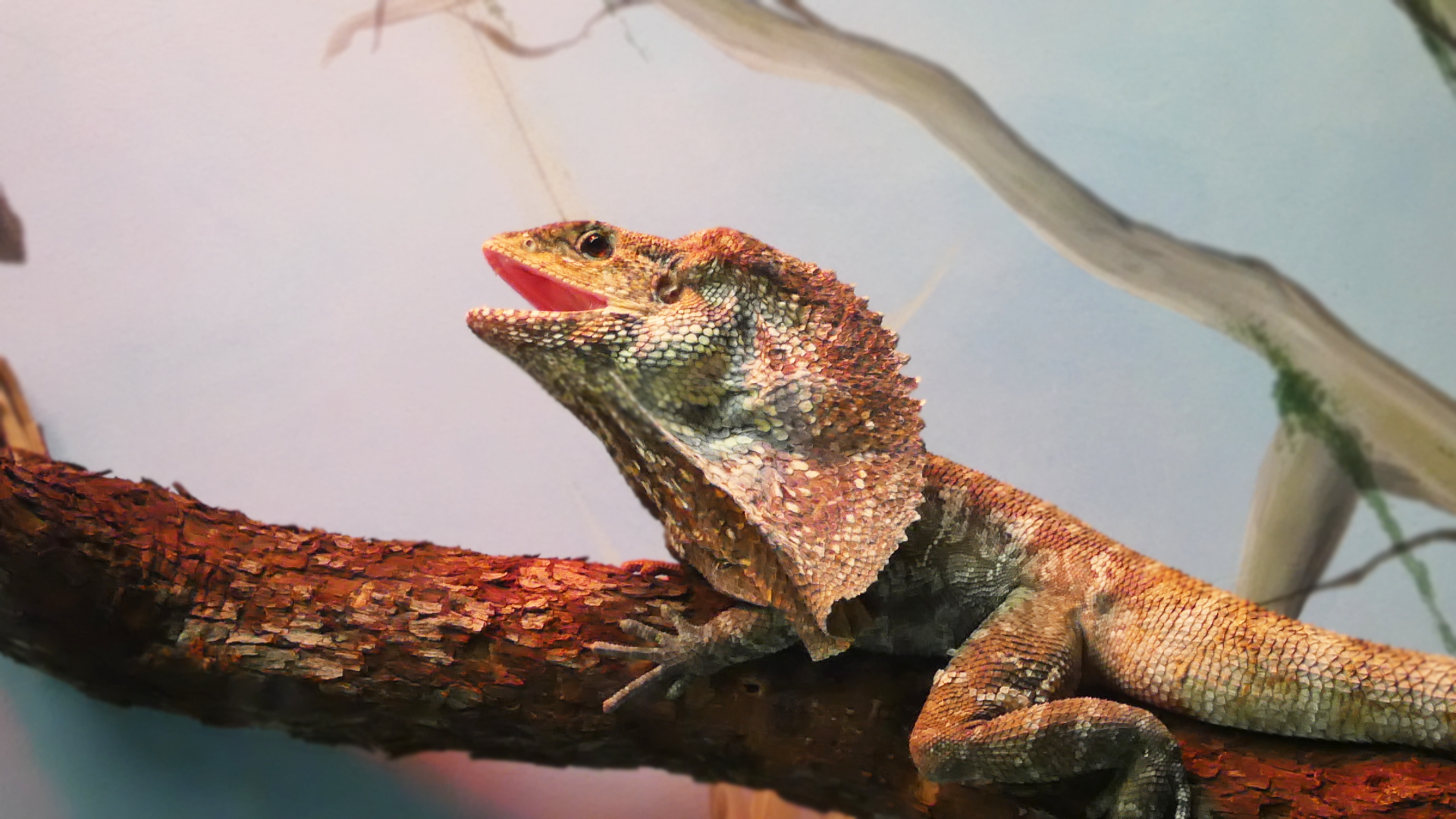 Frilled Lizard, Australia House - Feb. 2022