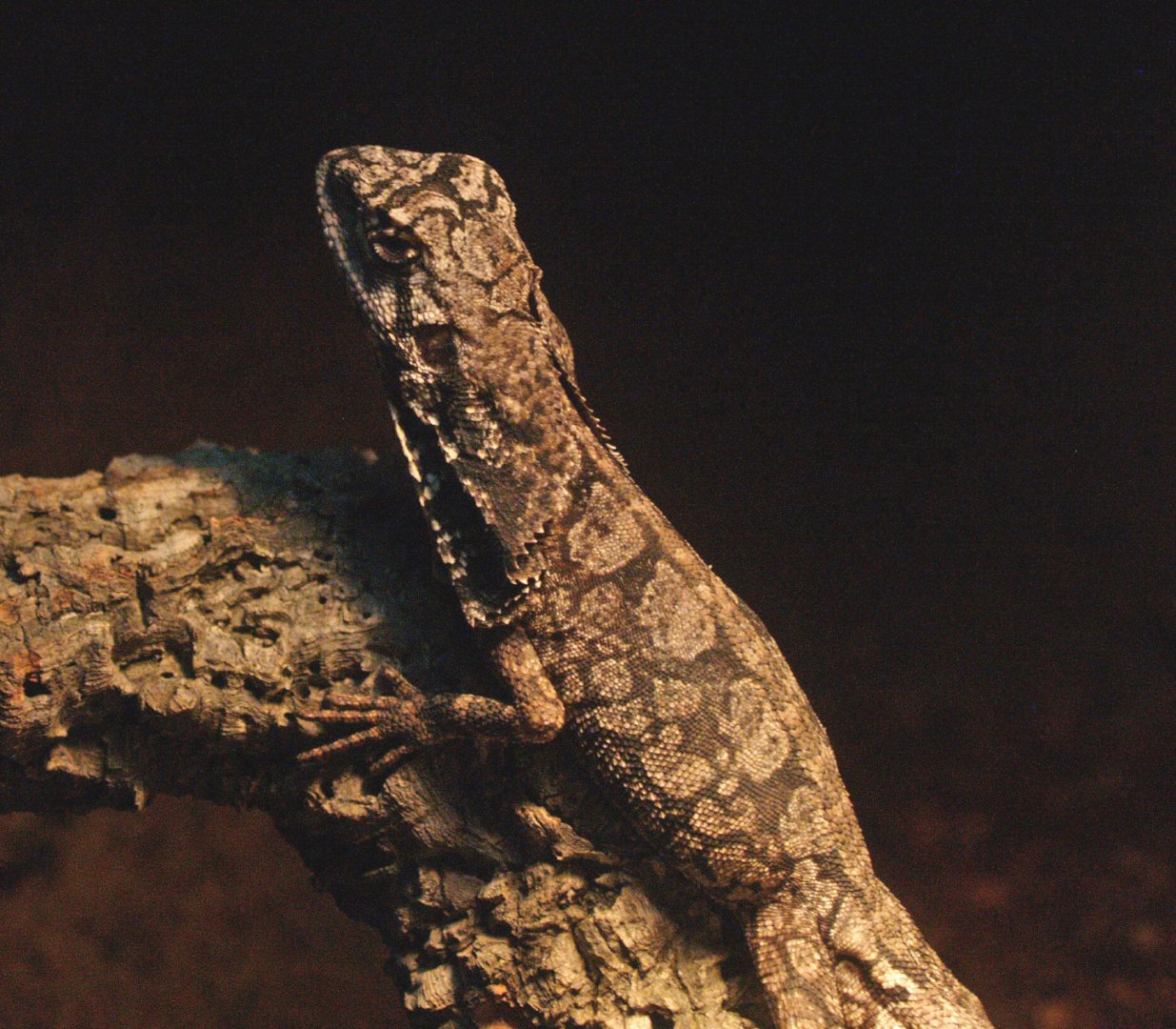Frilled lizard (Chlamydosaurus kingii), 2009-04-14