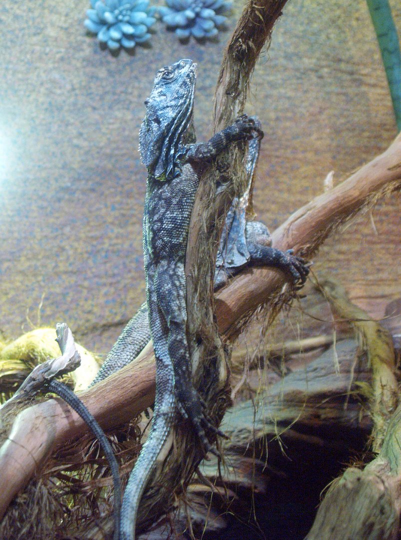 Frilled lizard (Chlamydosaurus kingii), 2014-02-16
