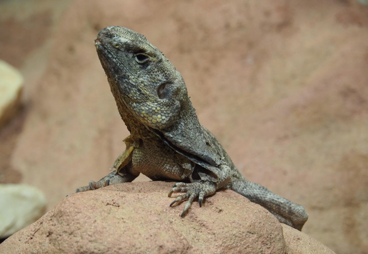 Frilled lizard (Chlamydosaurus kingii), 2019-04-20