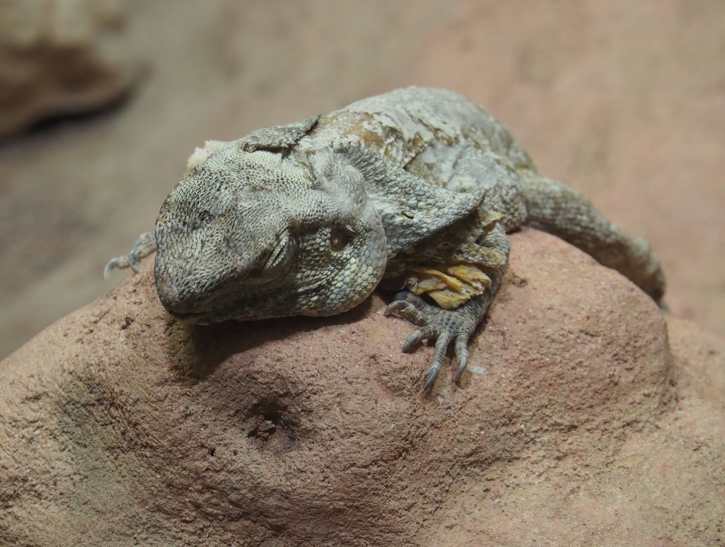 Frilled lizard (Chlamydosaurus kingii), 2019-12-30