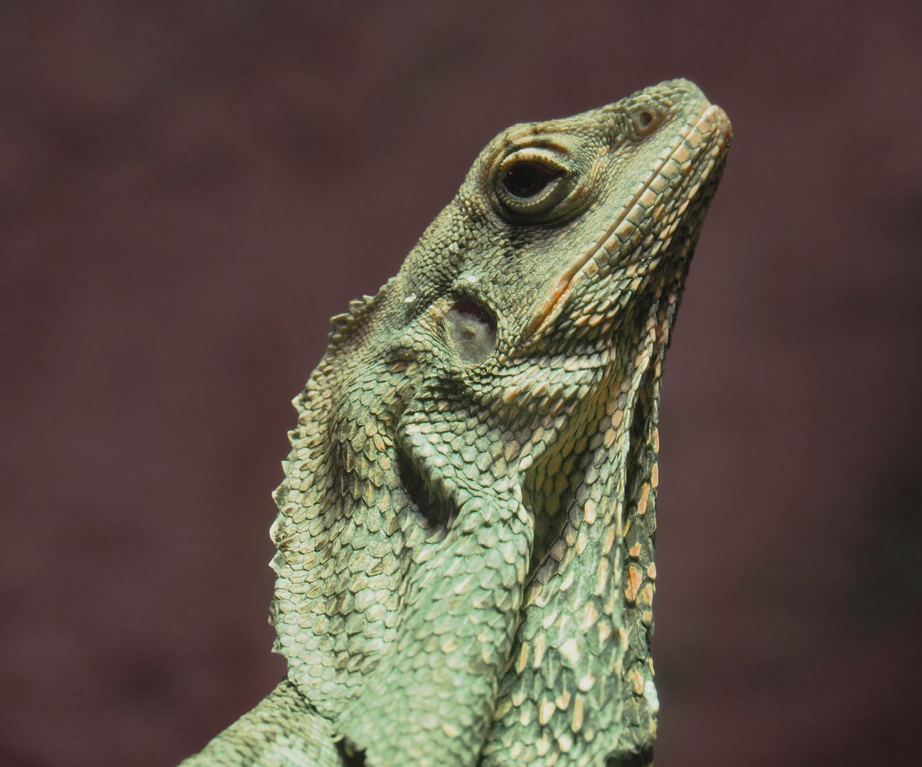Frilled lizard (Chlamydosaurus kingii), 2020-06-20