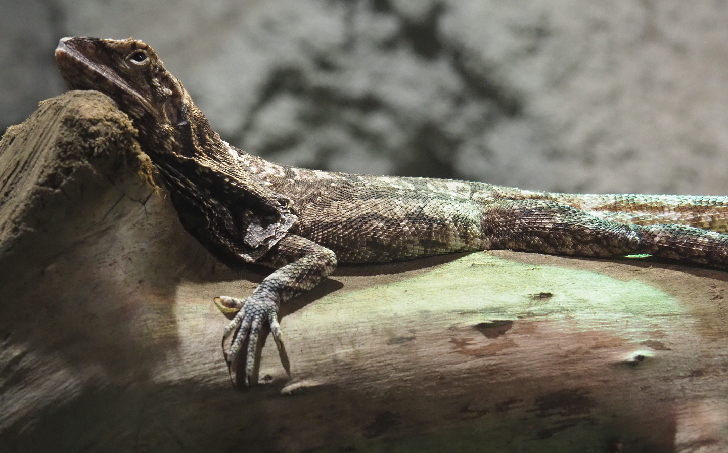 Frilled lizard (Chlamydosaurus kingii), 2020-06-20