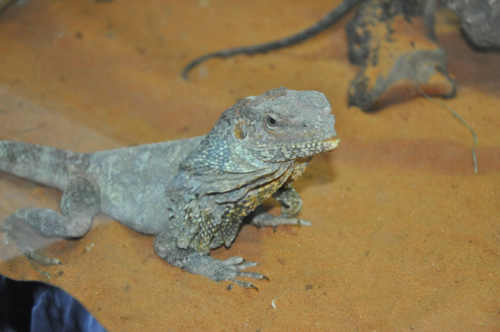 Frilled lizard/ Chlamydosaurus kingii