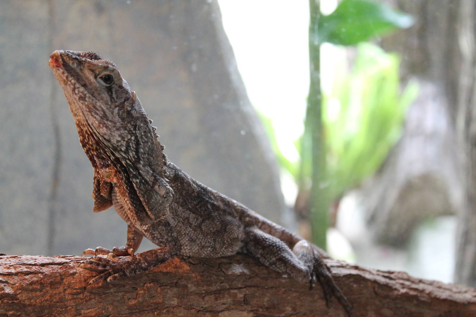frilled lizard (Chlamydosaurus kingii)