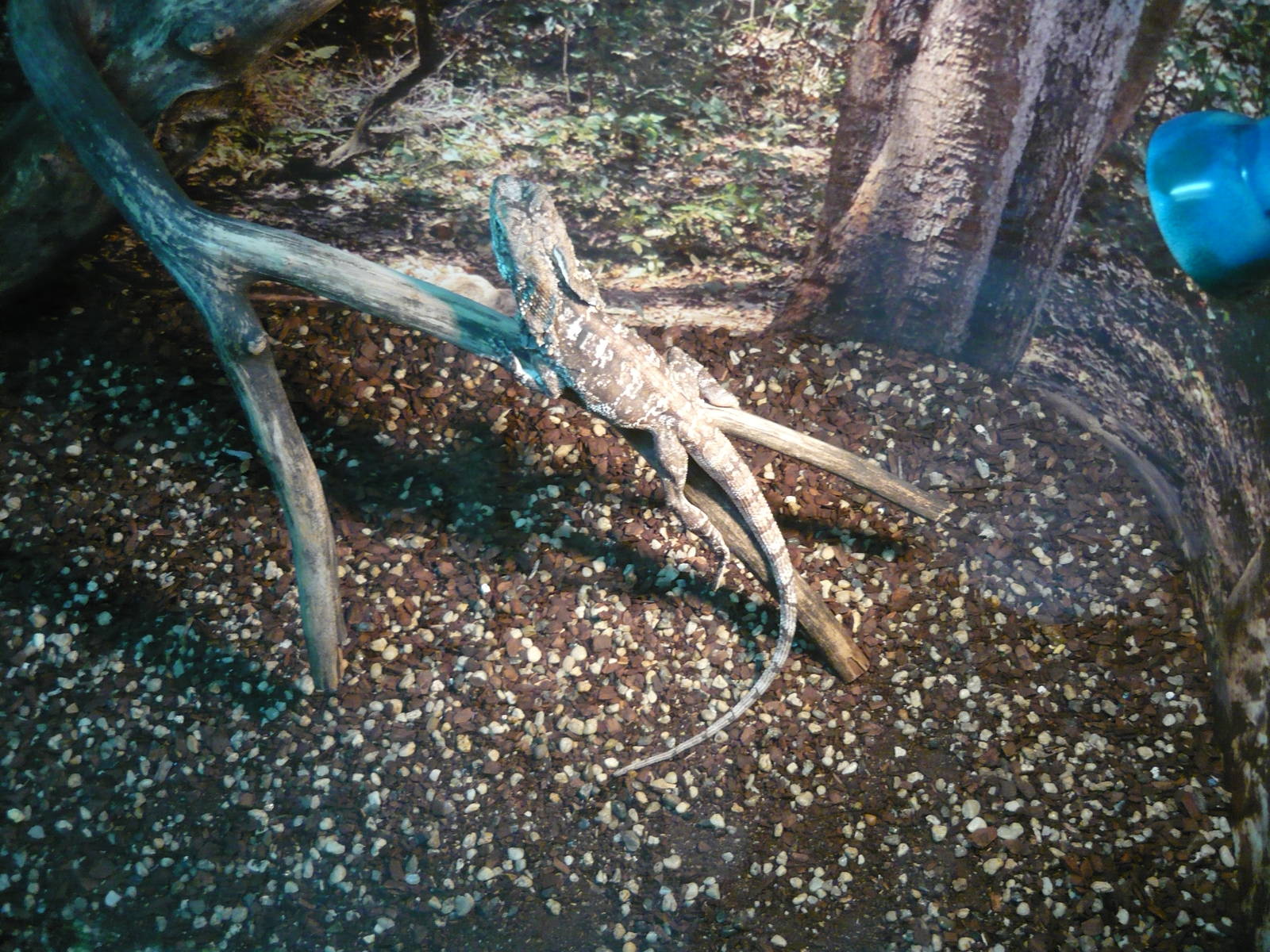Frilled lizard (Chlamydosaurus kingii)
