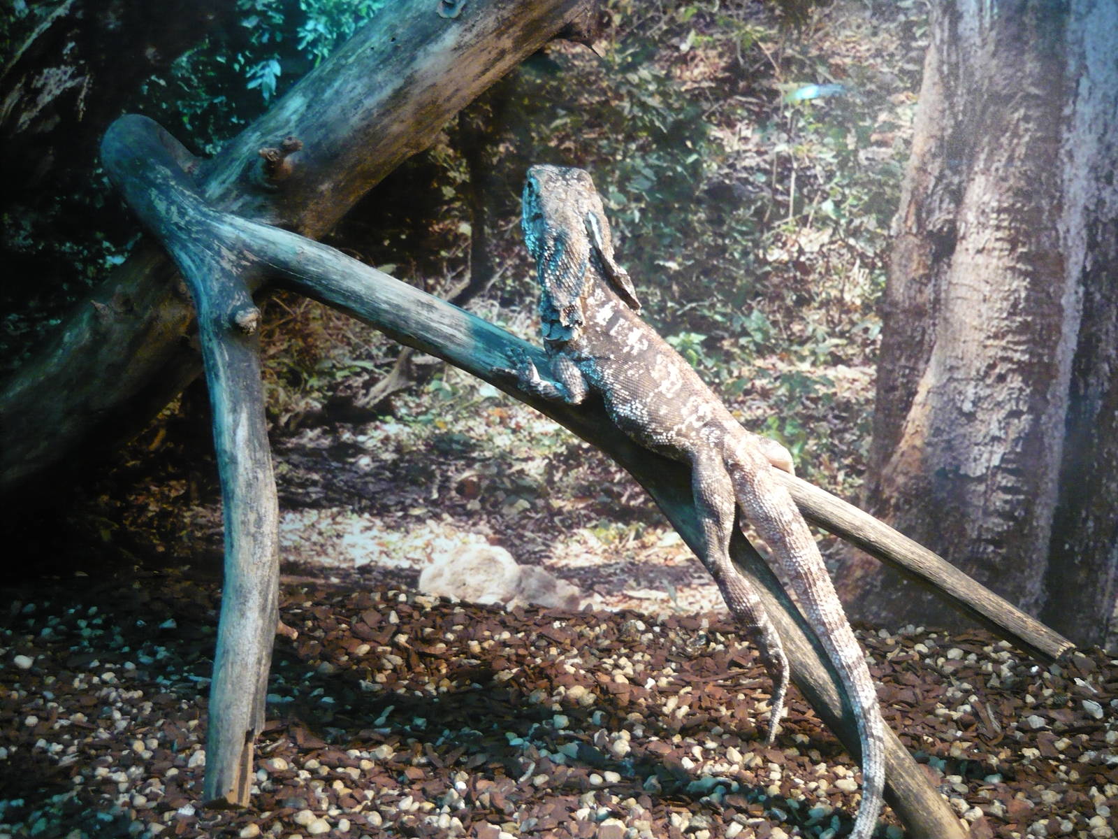 Frilled lizard (Chlamydosaurus kingii)