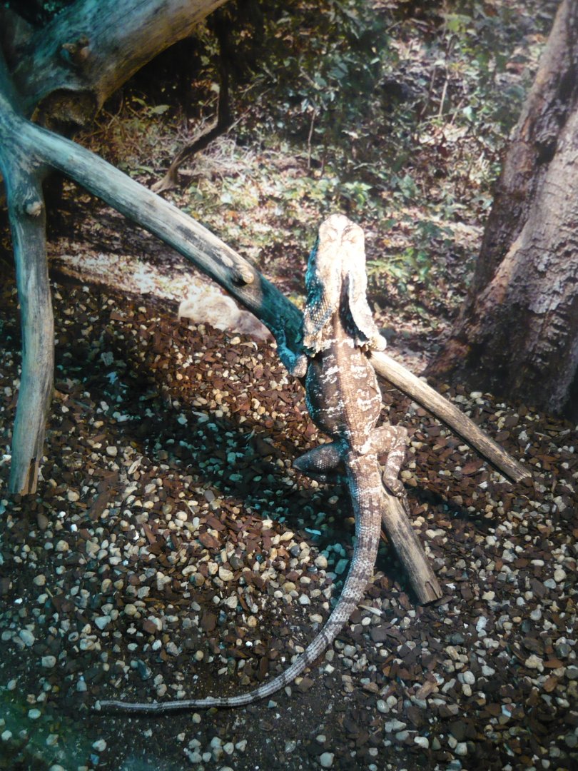 Frilled lizard (Chlamydosaurus kingii)