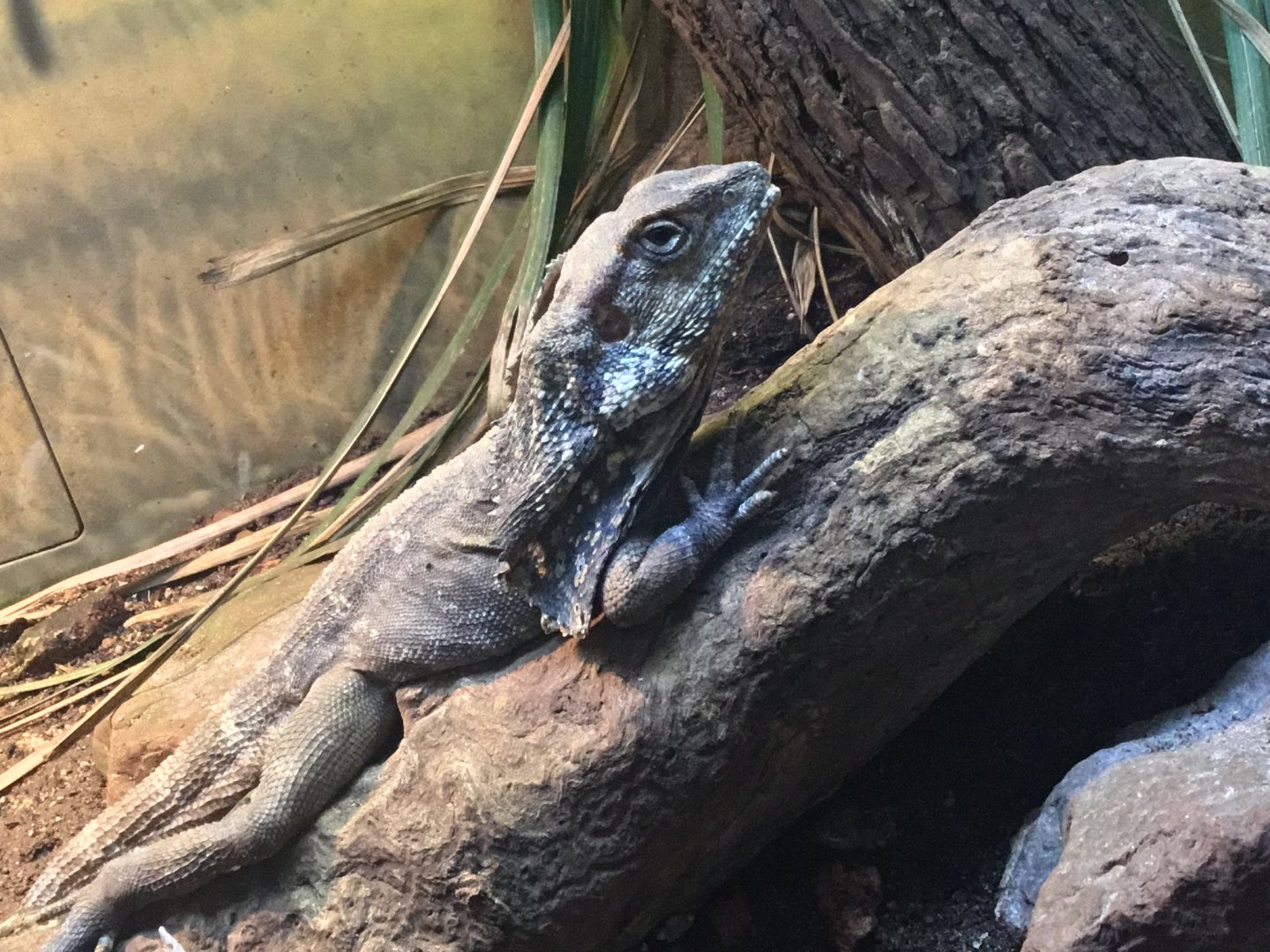 Frilled Lizard (Chlamydosaurus kingii)