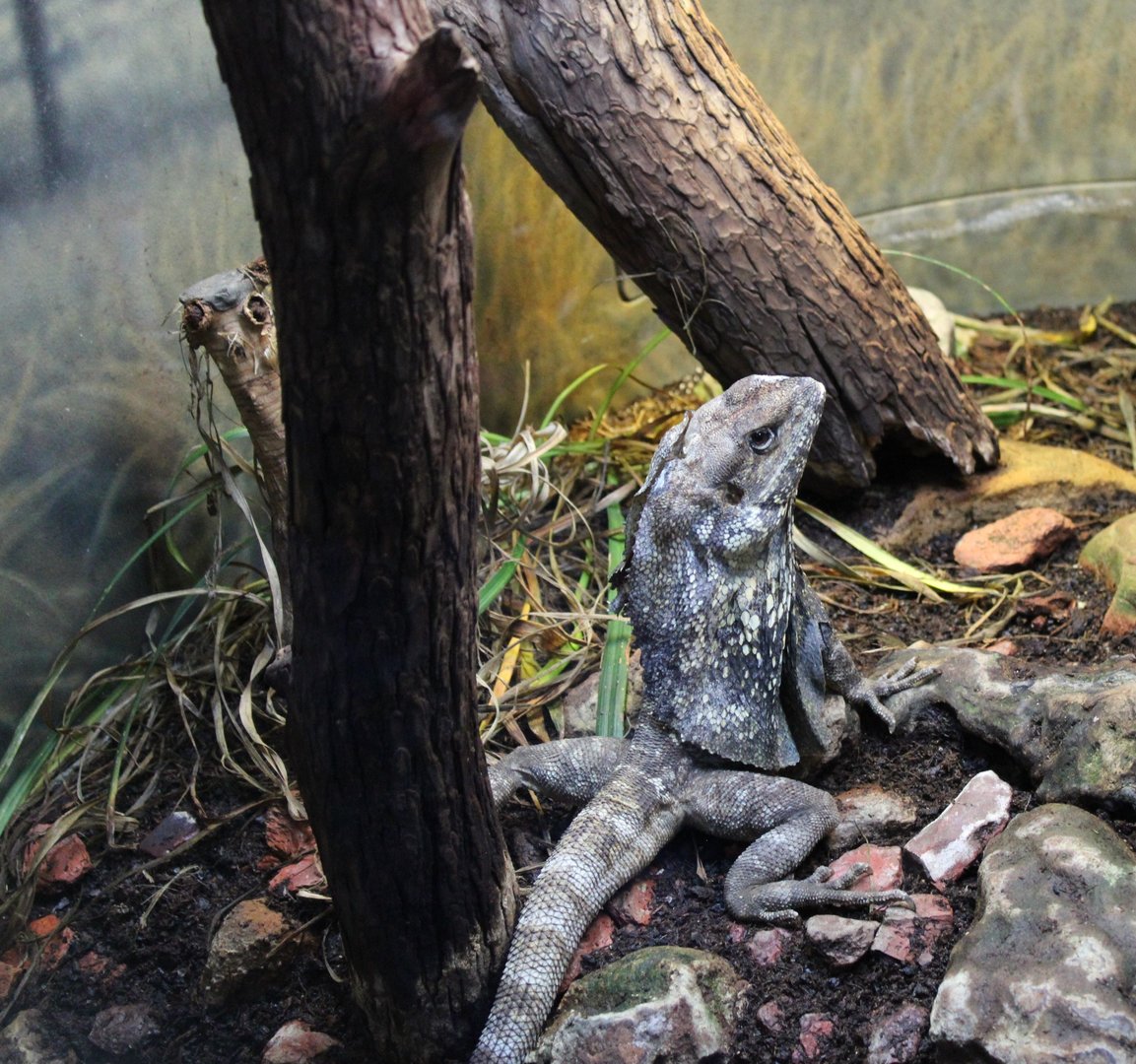 Frilled Lizard (Chlamydosaurus kingii)