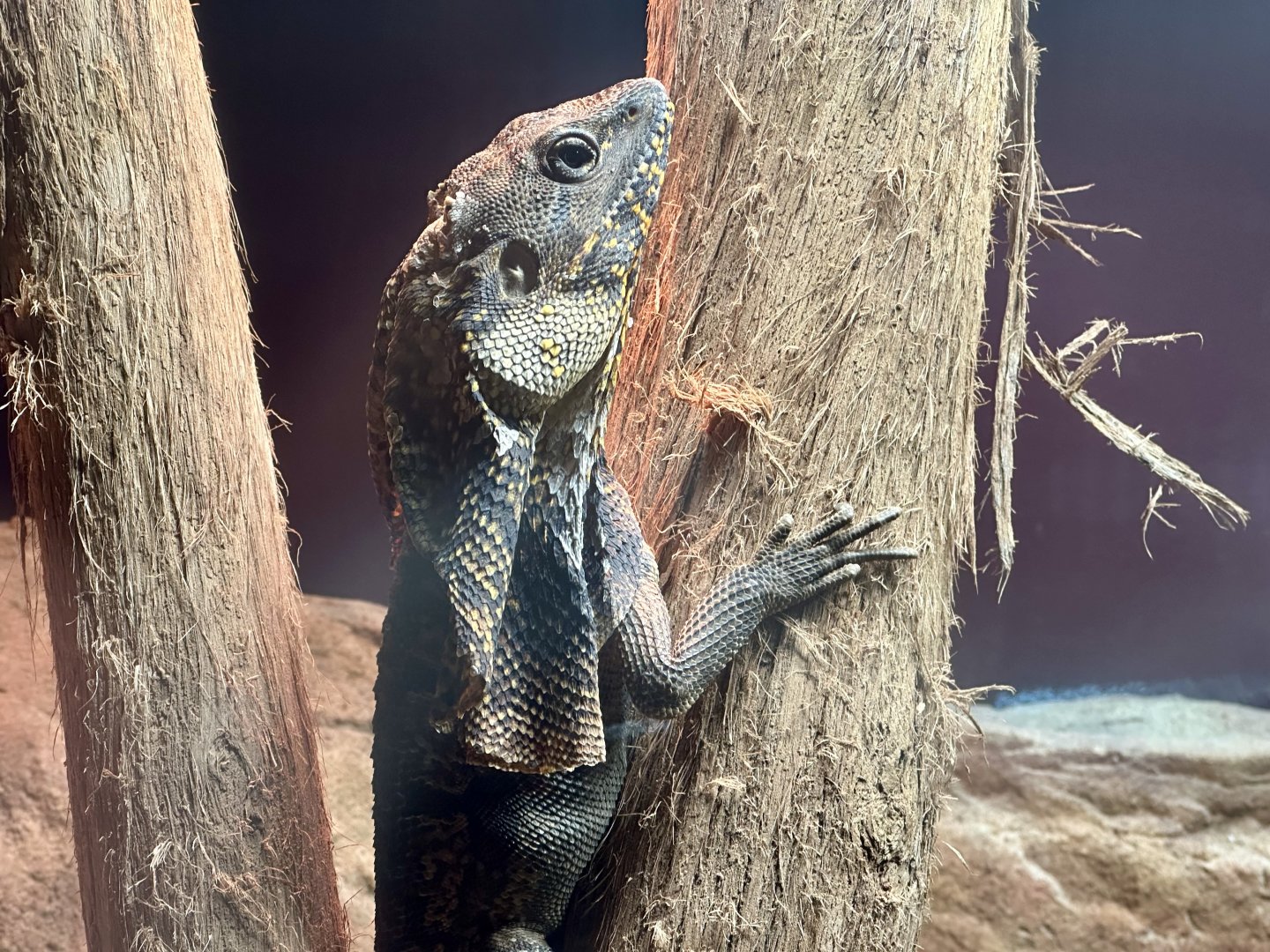 Frilled lizard (Chlamydosaurus kingii)