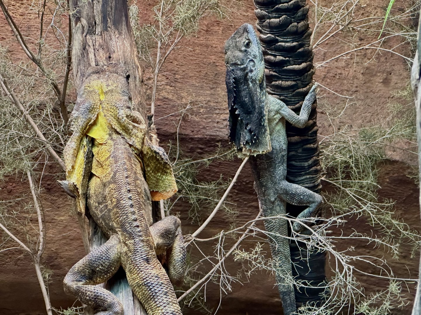 Frilled lizard (Chlamydosaurus kingii)