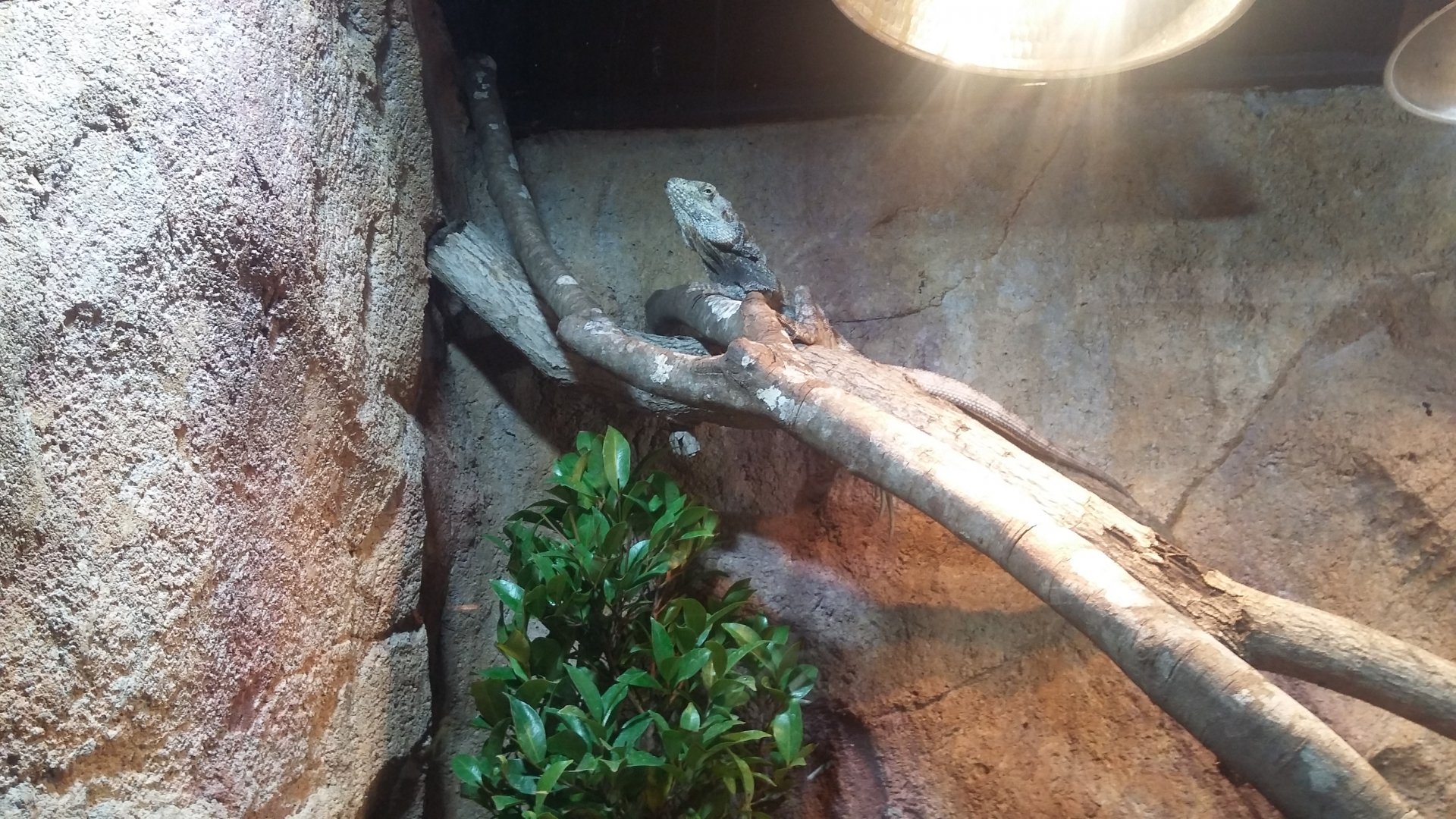 Frilled lizard (Chlamydosaurus kingii)