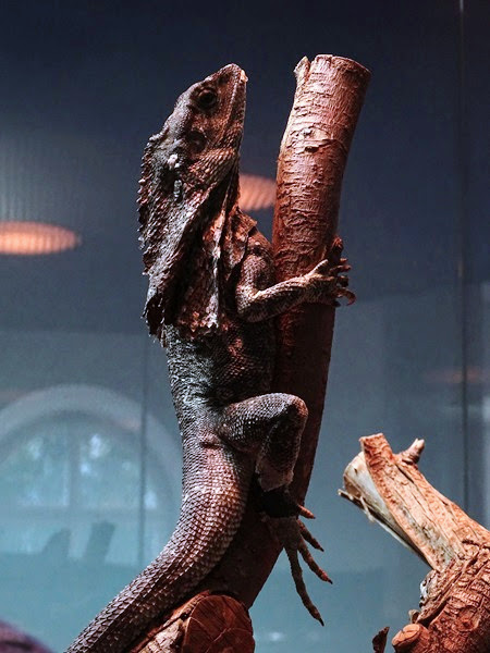 Frilled lizard) (Chlamydosaurus kingii)