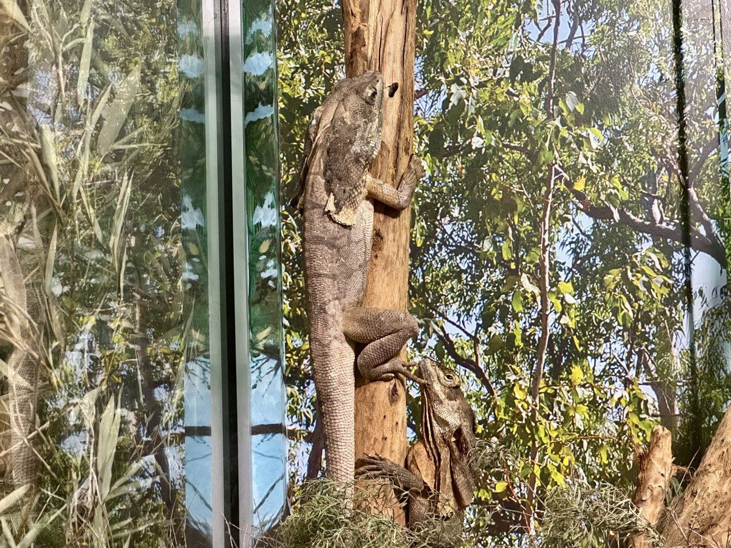 Frilled lizard (Chlamydosaurus kingii)