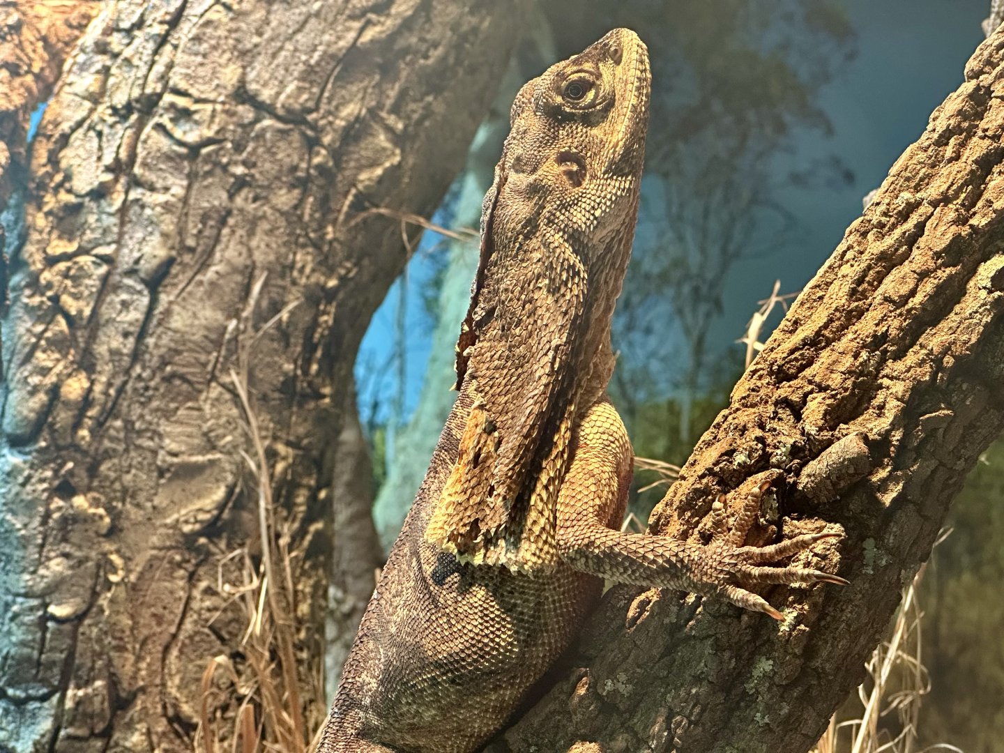 Frilled lizard (Chlamydosaurus kingii)