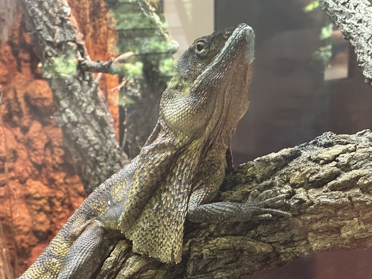 Frilled lizard (Chlamydosaurus kingii)