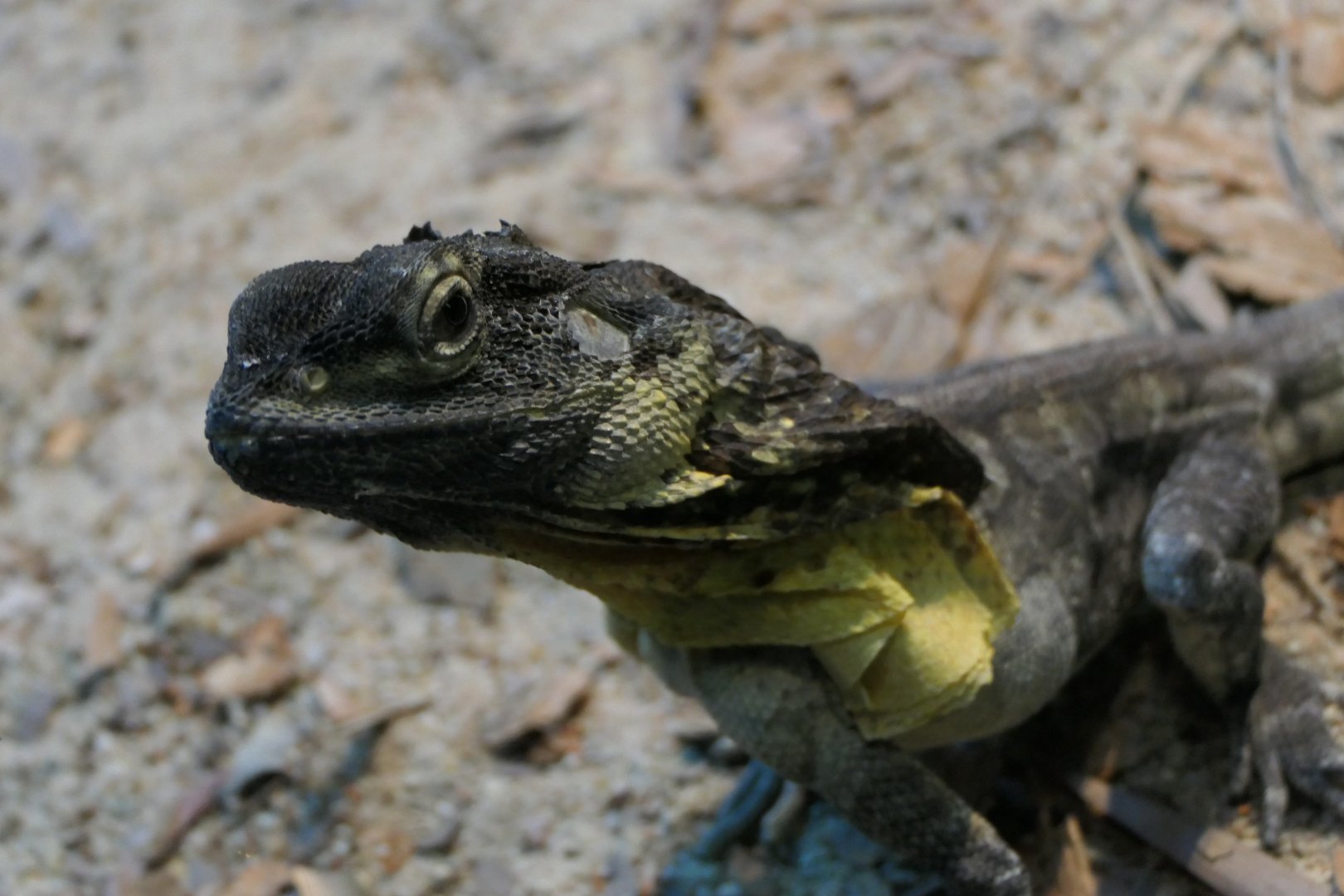 Frilled Lizard (Chlamydosaurus kingii)