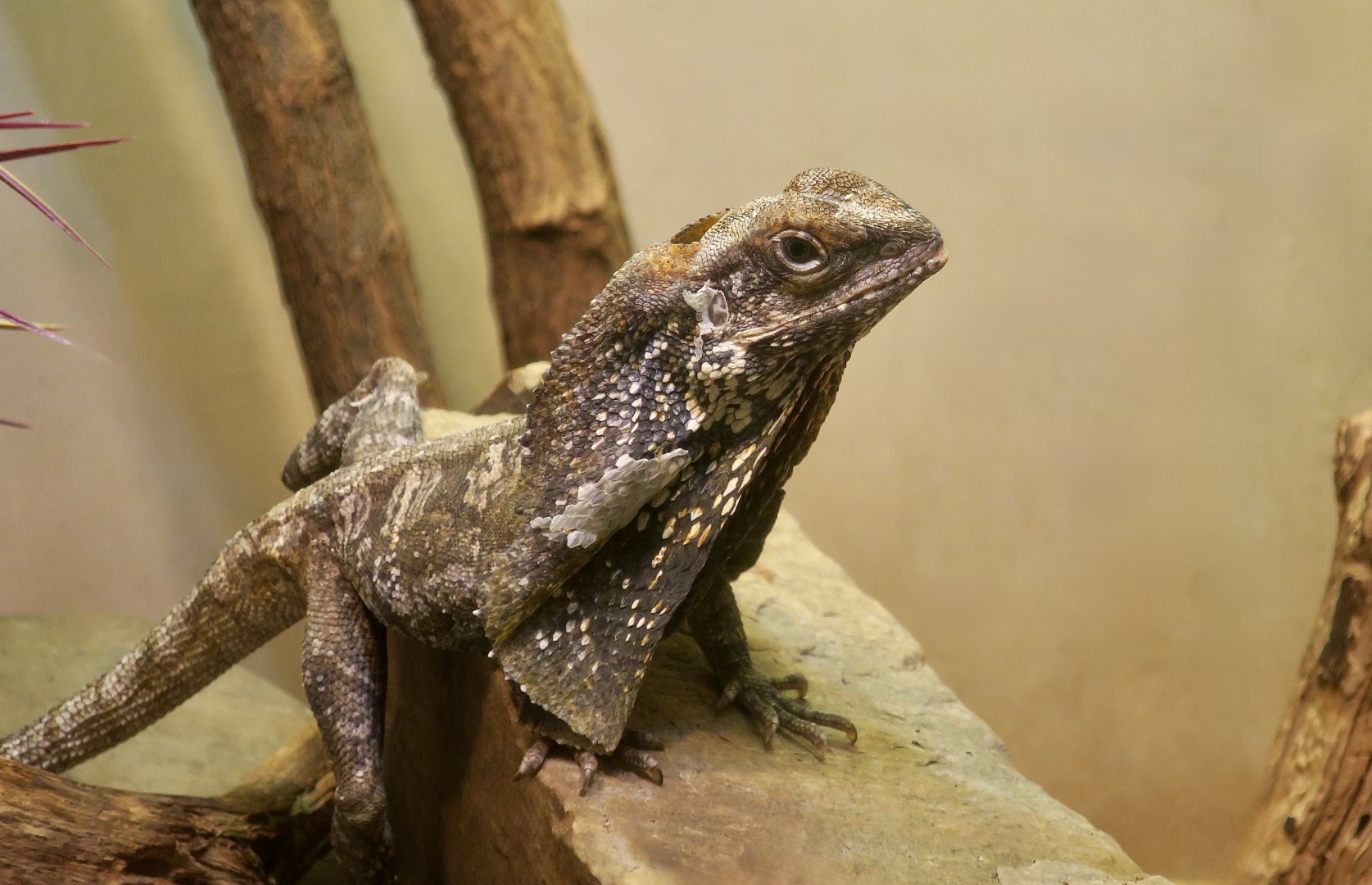 Frilled Lizard (Chlamydosaurus kingii)