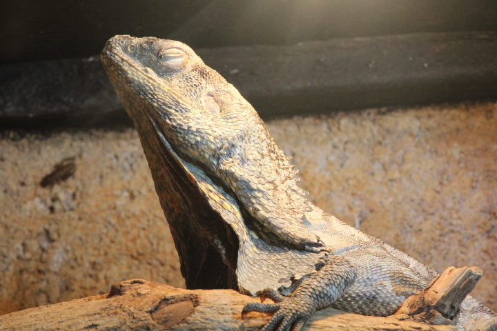Frilled lizard (Chlamydosaurus kingii)