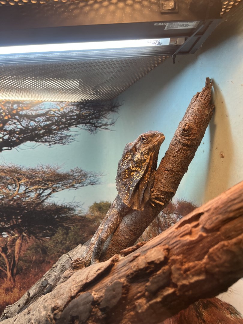 Frilled Lizard (Chlamydosaurus kingii)