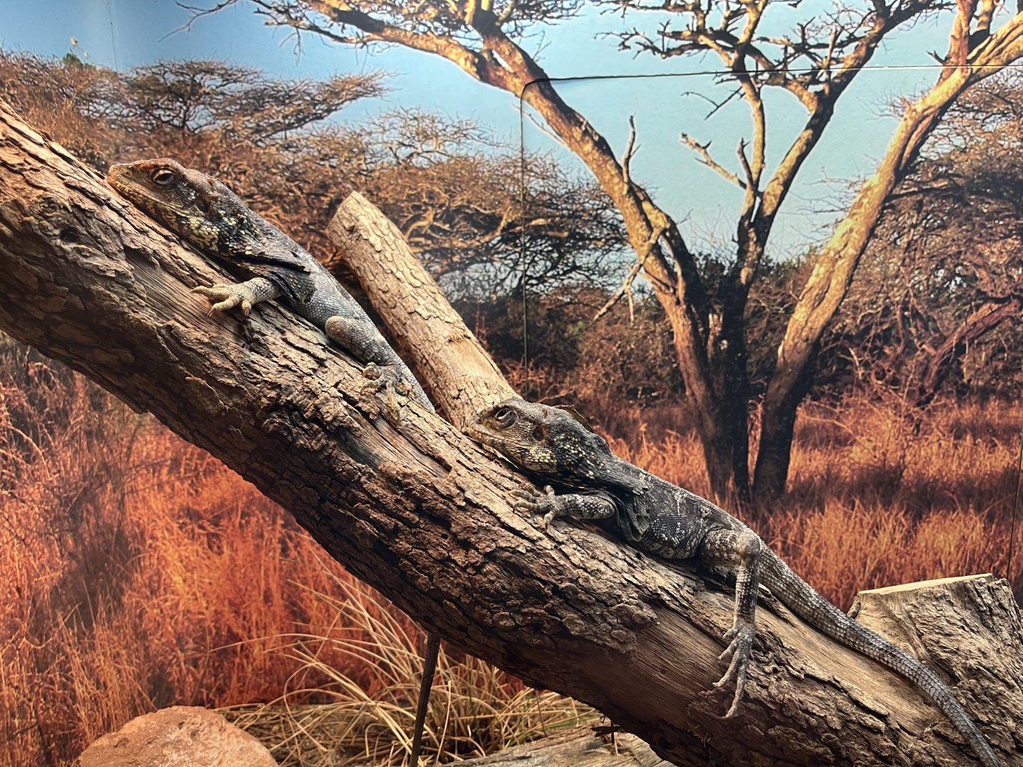 Frilled Lizard (Chlamydosaurus kingii)