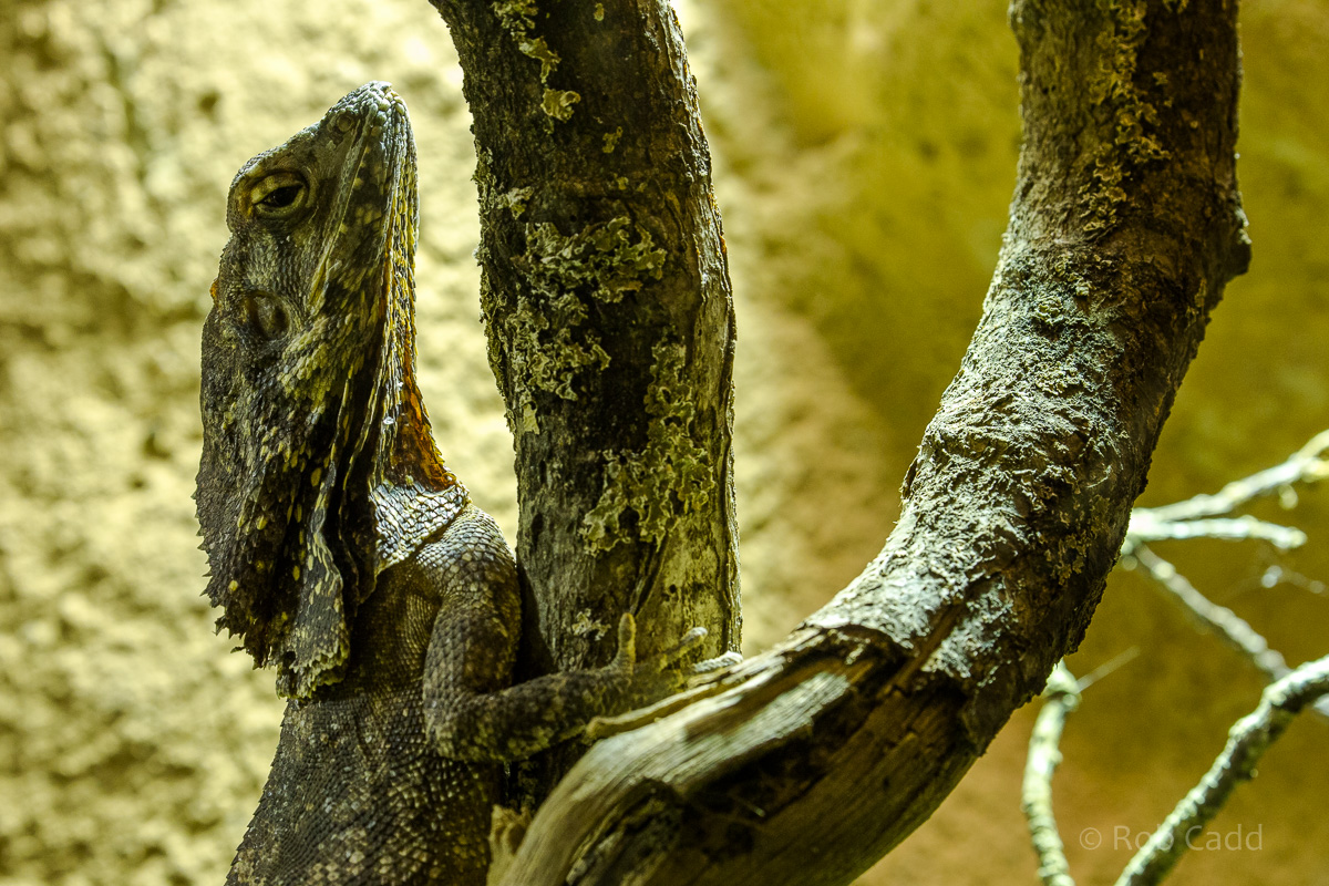 Frilled lizard : Cotswold WP : 07 Feb 2016