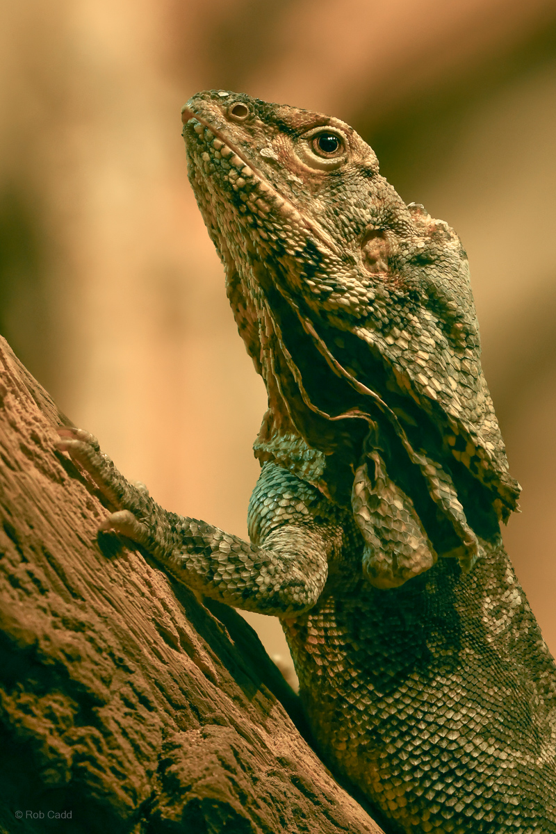 Frilled lizard : Cotswold WP : 23 Aug 2025