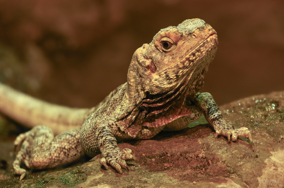 Frilled lizard : Cotswold WP : 23 Aug 2025