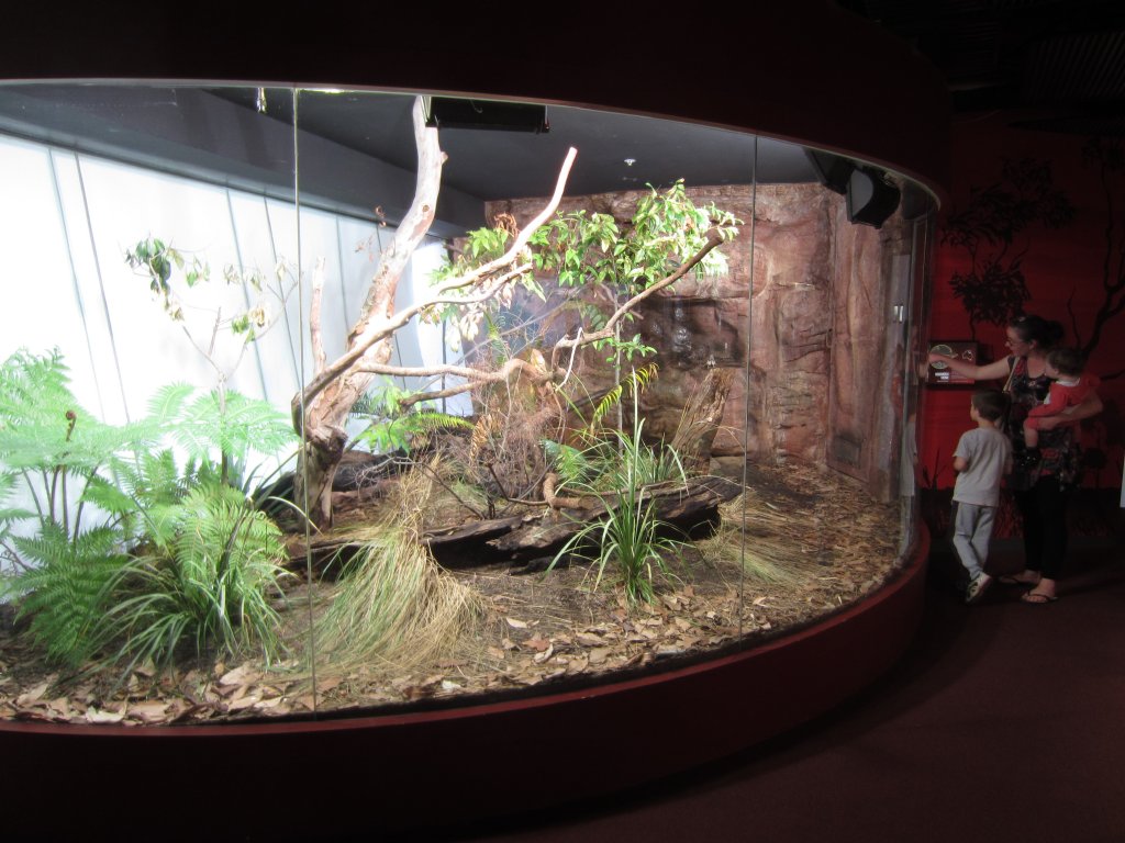 Frilled Lizard Enclosure